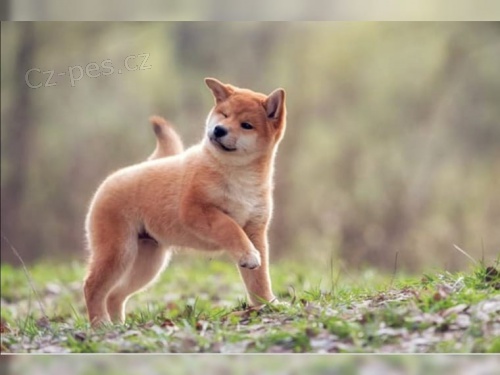 tata Shiba Inu pro nov domovy k adopci