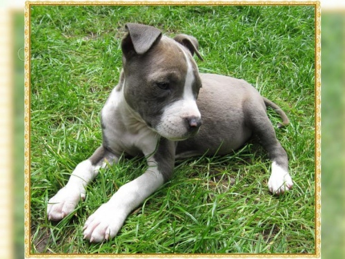 tata Staffordshire Terrier, skvl strn psi pro vs