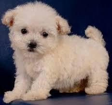 Maltipoo Puppy