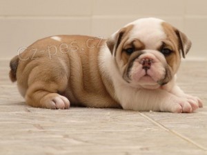 Dvě roztomilá štěňátka anglického buldoka k adopci.