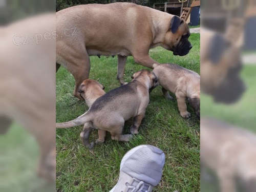 štěňata jsou  dispozici Bullmastiff pro dobré přijetí