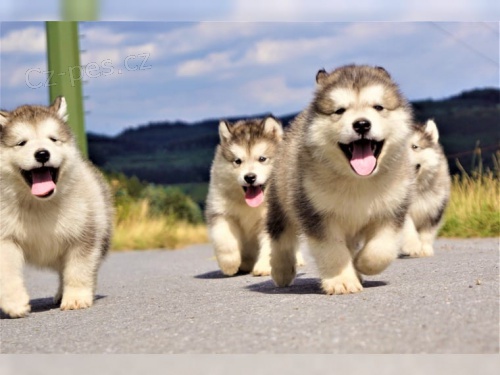 Aljask  Malamute jsou k dispozici co nejdve