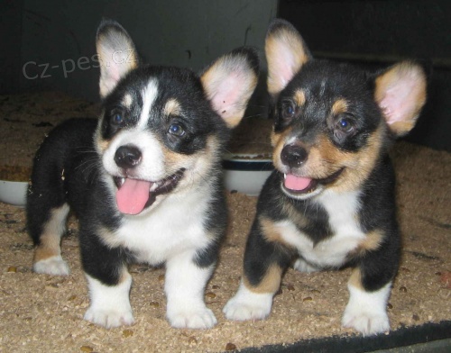 Cardigan Welsh Corgi pro nové domy