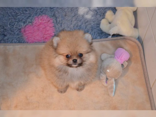  �tenata �picu s PP