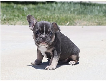 Francouzsk� buldo�ky jsou k dispozici k adopci