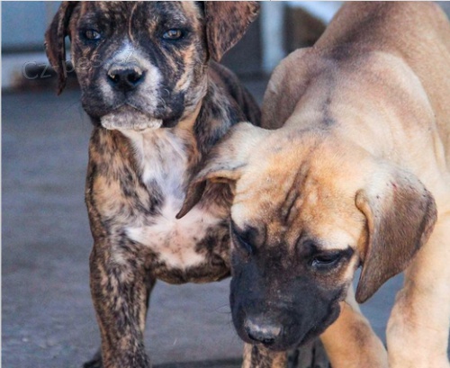 Krásné štěně Bullmastiff k adopci