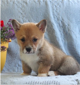 Krásné štěně Corgi k adopci