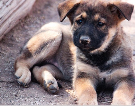 Krsn ttka belgickho ovka Malinoise k adopci.