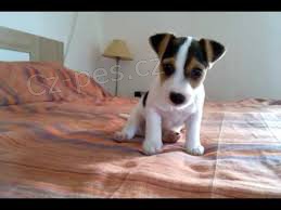 Štěňata Jack Russell Terrier zoufale touží po nových rodičích