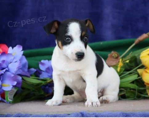 Krásná štěňátka Jacka Russella k adopci.