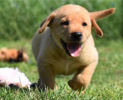 tata Labradoru jsou pipravena poznat nov rodiny.