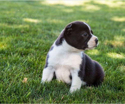 Roztomil tata Boston Terrier jsou pipravena pro nov ptele a rodiny