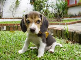 tata beagle beagle