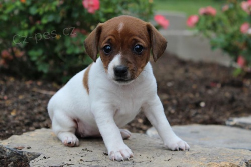 tata Jack Russell Terrier