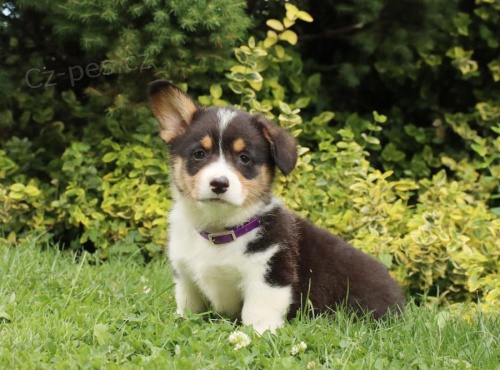 Roztomil tata velsk Corgi Pembroke