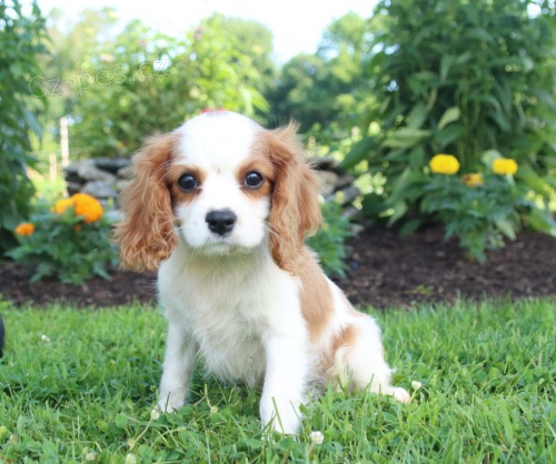 milujc Cavalier King Charles Spaniel k dispozici