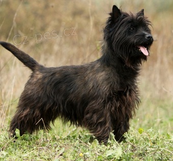 tata Cairn Terrier k adopci