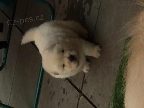 Chow chows    , záznamy veterináře a 1yr záruka genetického zdraví.