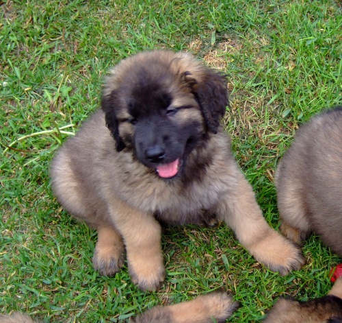 Zdrav ttka leonberger pro nov domov