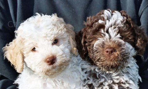 tata Lagotto Romagnolo pro nov domov