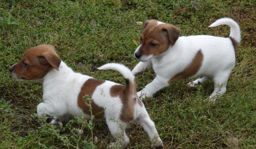 Jack Russell Terrier mui a eny