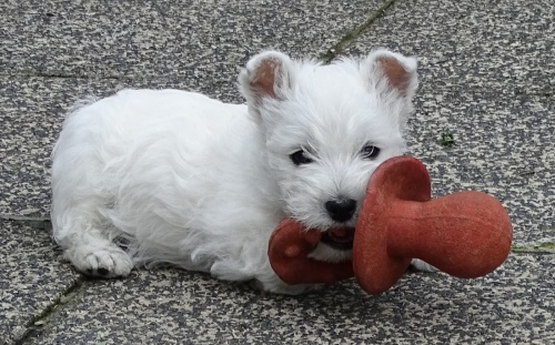 mini West Highland Terrier  tata ochotn mt nov domovy