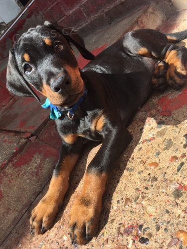 Štěňata Dobermana k adopci