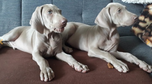 Weimaraner tata K adopci.