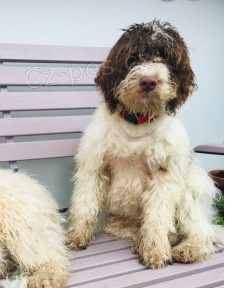 Lagotto Romagnolo tata K adopci.