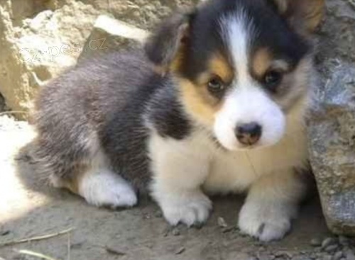 Krsn ttka Pembroke Welsh Corgi