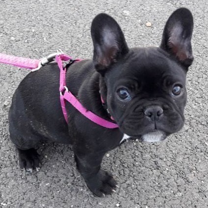 FRENCH BULLDOG DREK