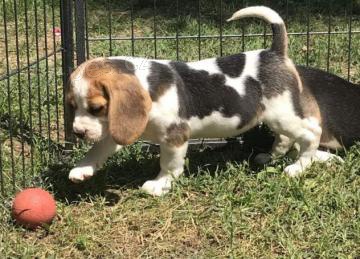 Fantastick tata Beagle k adopci