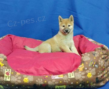 Zdrav tata Shiba Inu k adopci