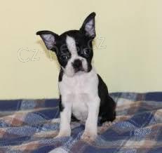 tata Boston Terrier k adopci