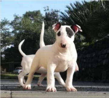 Samci a samice tat Bull Terrier k adopci