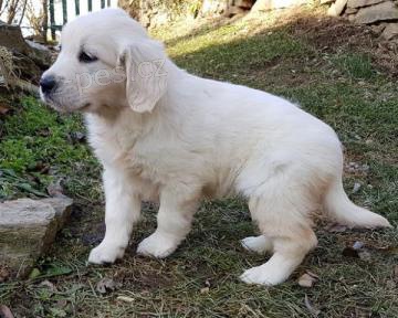 Péče o ZLATÁ RETRIEVER štěňata pro dobrý domov