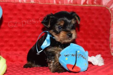 ڞasn tata Yorkshire Terrier k adopci