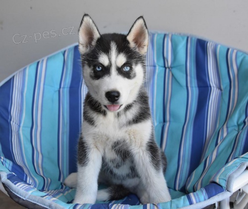 Šumivá štěňátka sibiřského husky k dispozici