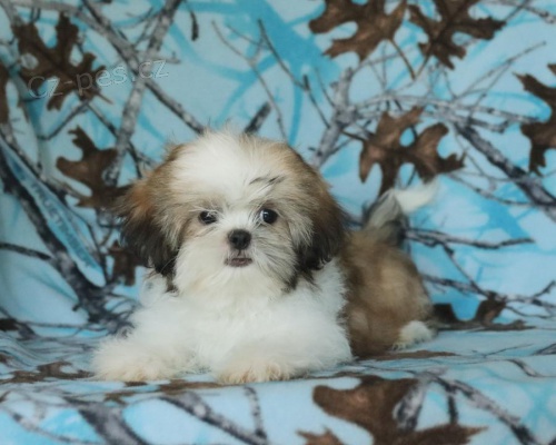 ptelsk ttka Shih Tzu pro dobr domov