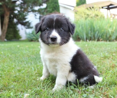 Drahá štěňátka Border Collie pro dobrý domov