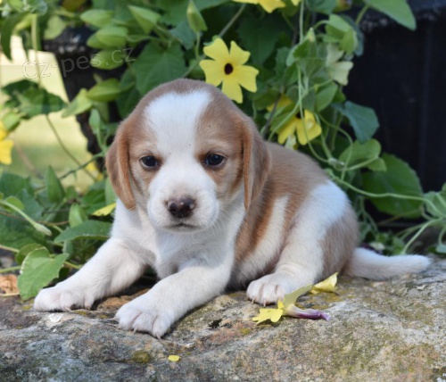Krásná štěňátka Beagle pro dobrý domov