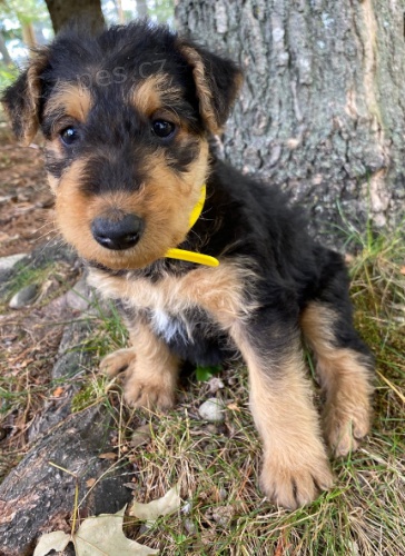 roztomil ttka terir Airedale k adopci