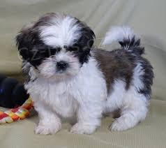 shih tzu tata