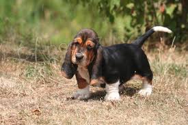 krsn ttka Basset Hound hledajc nov domovy