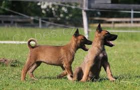 Belgická štěňata Malinois jsou nyní k dispozici. na výstřely a odčervování