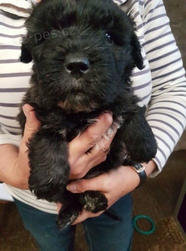 Štěňata Bouvier Des Flandres