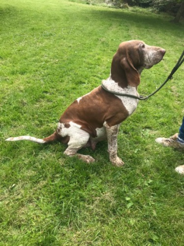 tata Bracco Italiano