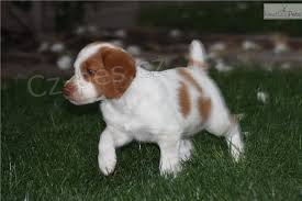 tata Brittany Spaniel k dispozici