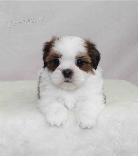 štěňata shih tzu