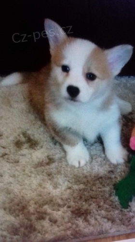 Štěňata Wells..h Corgi Pembroke připravená pro vaše domovy